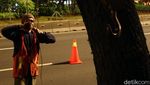 Begini Proses Pemindahan Pohon di Sudirman-Thamrin