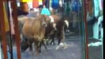 Foto: Sapi-sapi yang Mendadak Nyelonong Masuk Toko Baju