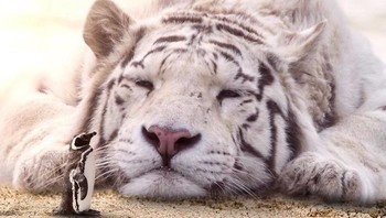 Lelahnya macan putih di hadapan penguin. (Foto: Ebenism)