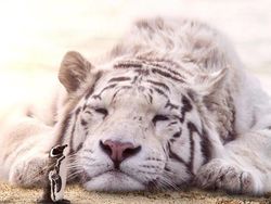 Ketika Para Hewan Raksasa Berhadapan dengan Manusia