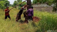 Dua di antaranya memotong batang pohon menggunakan gergaji. Ada juga yang sedang memotong bambu untuk penyangga pohon setelah ditaman. (Foto: Eva Safitri/detikcom)