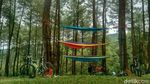 Foto: Hutan Pinus Instagramable dari Ciamis
