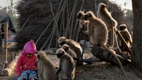 Mowgli saat sedang memberikan makanan kepada kawanan monyet di dekat rumahnya. 