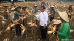 Panen Raya Jagung di Tuban, Jokowi Semringah