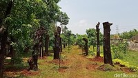 Setelah dua hari, karung tersebut dibuka lalu pohon siap untuk ditanam.  (Eva-detikcom)