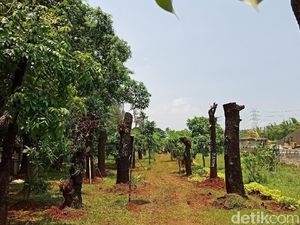Foto: Pohon Sudirman-Thamrin Pindah Rumah ke Taman BMW