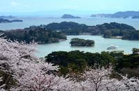 Saat sakura bermekaran di Matsushima (Thinkstock)