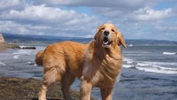 Nama anjing berjenis Golden Retriever ini adalah Maya. Anjing asal California ini sangat senang apabila di ajak bermain ke pantai. Lucu ya? (meetmaya/Instagram)