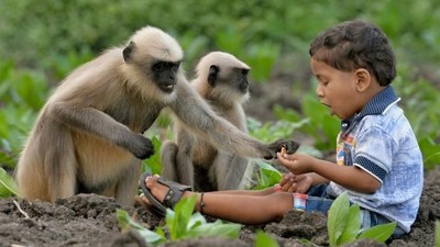 Kenalan dengan Samarth Mowgli, Bocah yang Akrab dengan Monyet