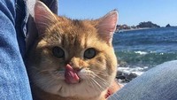 Beragam ekspresi lucu hewan peliharaan, seperti anjing dan kucing saat diajak bermain di pantai. (thesey_gold /Instagram)