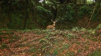 Hutan mengambil alih bangunan-bangunan bobrok mulai dari gereja besar, bungalow mewah, sampe kuburan.  (Foto: Dok. Neelima Vallangi via BBC)