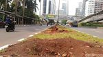 Melihat Bekas Lokasi Pohon yang Dipindahkan dari Sudirman-Thamrin
