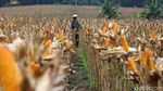 Panen Raya Jagung di Tuban, Jokowi Semringah