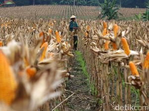 Cerita Manisnya Bisnis Jagung Pakan Ternak dari Pengusaha NTB
