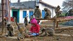 Kenalan dengan Samarth Mowgli, Bocah yang Akrab dengan Monyet