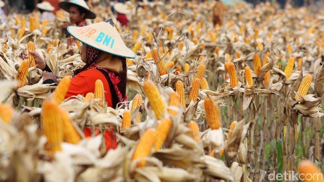 Setelah Beras, Kini Pemerintah Mau Impor Jagung 100.000 Ton