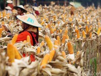 Setelah Beras, Kini Pemerintah Mau Impor Jagung 100.000 Ton