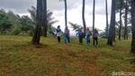 Foto: Hutan Pinus Instagramable dari Ciamis