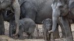 Kenalkan! Tun Kai dan Suki, Bayi Gajah yang Baru Lahir di Belgia