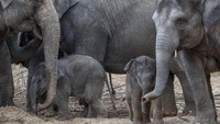 Tun Kai dan Suki lahir di Planckendael Zoo di kota Mechelen