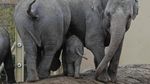 Kenalkan! Tun Kai dan Suki, Bayi Gajah yang Baru Lahir di Belgia