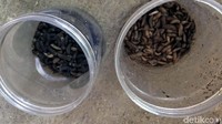 Moggot ini juga bisa meningkatkan perekonomian masyarakat. Karena di pasaran harga 1 gram telor lalat tentara hitam harganya mencapai Rp 100 ribu, yang bisa menjadi 500 ekor lalat. Sedangkan untuk lalatnya saja dihitung per ekor harganya Rp 1.000.