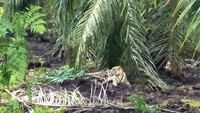 Foto: Bonita lalu duduk santai di bawah pohon sawit usai berlarian. Dok. BBKSDA Riau