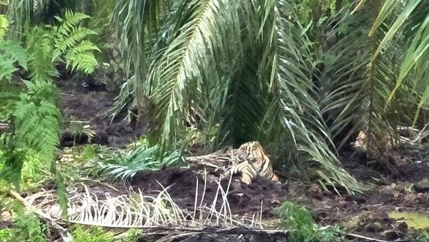 Penampakan harimau Bonita yang duduk santai di kebun sawit.