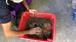 Telur Lalat Tentara Hitam Bermanfaat untuk Pakan Ternak Unggas dan Ikan