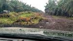 Momen Harimau Bonita Muncul Lagi dari Semak-semak