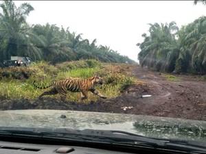 Sudah Ada 2 Korban, Harimau Bonita Belum Tertangkap di Hari ke-67