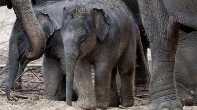 Kenalkan! Tun Kai dan Suki, Bayi Gajah yang Baru Lahir di Belgia