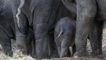 Kenalkan! Tun Kai dan Suki, Bayi Gajah yang Baru Lahir di Belgia