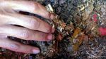 Telur Lalat Tentara Hitam Bermanfaat untuk Pakan Ternak Unggas dan Ikan