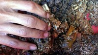 Pembudidayaan maggot ini bertujuan untuk menyelesaikan permasalahan yang kaitannya dengan limbah. Di Ciamis sendiri limbah kerap menjadi persoalan, mulai dari limbah tahu, limbah peternakan, limbah tepung aren dan limbah rumah tangga. Terutama untuk mengatasi sampah organik ini bisa langsung oleh masyarakat ditempat, tidak diangkut untuk kemudian dibuang ke TPA.