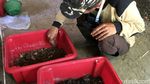 Telur Lalat Tentara Hitam Bermanfaat untuk Pakan Ternak Unggas dan Ikan