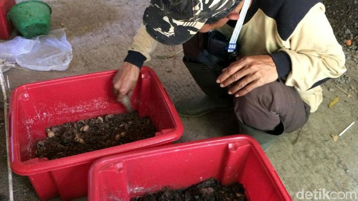 Telur Lalat Tentara Hitam. Foto: Dadang Hermansyah Telur Lalat Tentara Hitam. Foto: Dadang Hermansyah