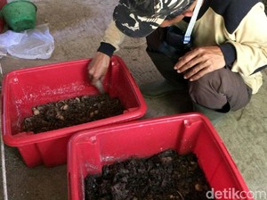 Warga Ciamis Bikin Pakan Ternak Berbahan Telur Lalat Tentara Hitam