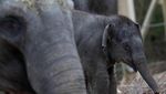 Kenalkan! Tun Kai dan Suki, Bayi Gajah yang Baru Lahir di Belgia