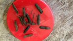 Telur Lalat Tentara Hitam Bermanfaat untuk Pakan Ternak Unggas dan Ikan