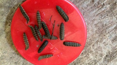 Telur Lalat Tentara Hitam Bermanfaat untuk Pakan Ternak Unggas dan Ikan