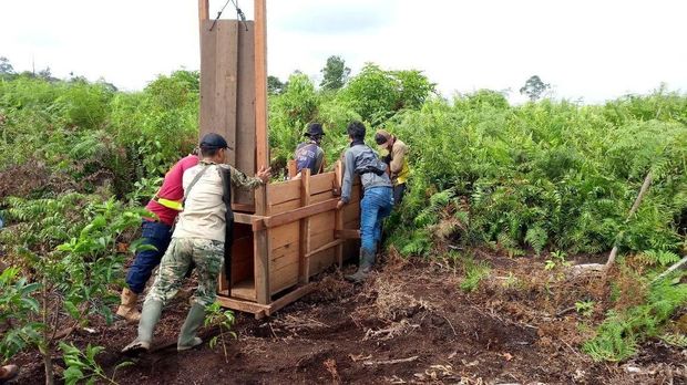 Box trap yang diberi umpan seekor kambing jantan hingga daging berisi obat bius ini dipasang untuk menangkap harimau Bonita.