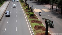 Sebanyak 541 pohon yang tumbuh di sepanjang Jalan Sudirman-Thamrin, Jakarta, akan dipindahkan sebagai bagian dari penataan trotoar Sudirman-Thamrin.