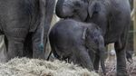 Kenalkan! Tun Kai dan Suki, Bayi Gajah yang Baru Lahir di Belgia