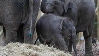 Tun Kai dan Suki adalah jenis gajah Asia.