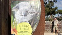 Foto: Area koala di dalam Werribee Open Range Zoo. Yang satu ini tentunya tidak boleh dilewatkan! (Randy/detikTravel)