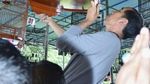 Ini Burung Jokowi yang Kalah di Lomba Kicau Piala Presiden