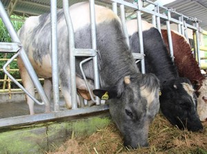 43 Ekor Sapi Belgian Blue Berhasil Dikembangbiakkan