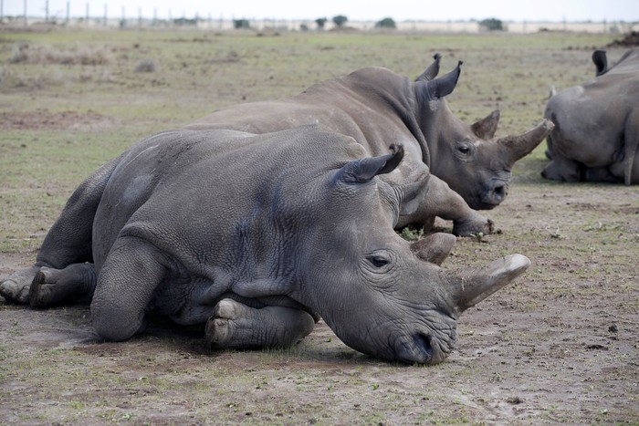 Najin, one of two last northern white rhino females, lies in her enclosure at the Ol Pejeta Conservancy in Laikipia National Park, Kenya March 7, 2018. REUTERS/Baz Ratner