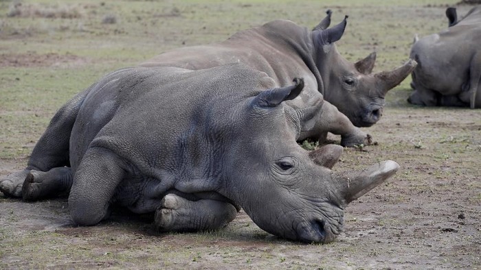 Najin, one of two last northern white rhino females, lies in her enclosure at the Ol Pejeta Conservancy in Laikipia National Park, Kenya March 7, 2018. REUTERS/Baz Ratner